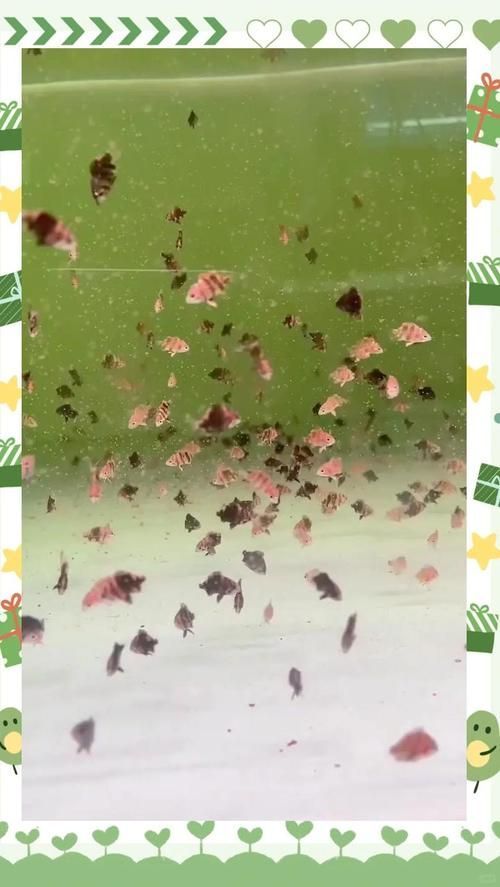 祥龍魚場的印尼虎苗價(jià)格是多少？，祥龍魚場印尼虎苗價(jià)格