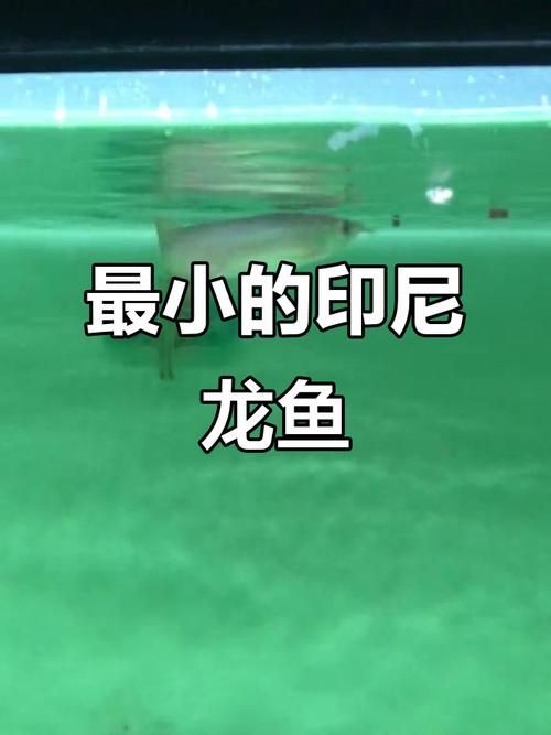 祥龍魚場的印尼虎苗價(jià)格是多少？，祥龍魚場印尼虎苗價(jià)格