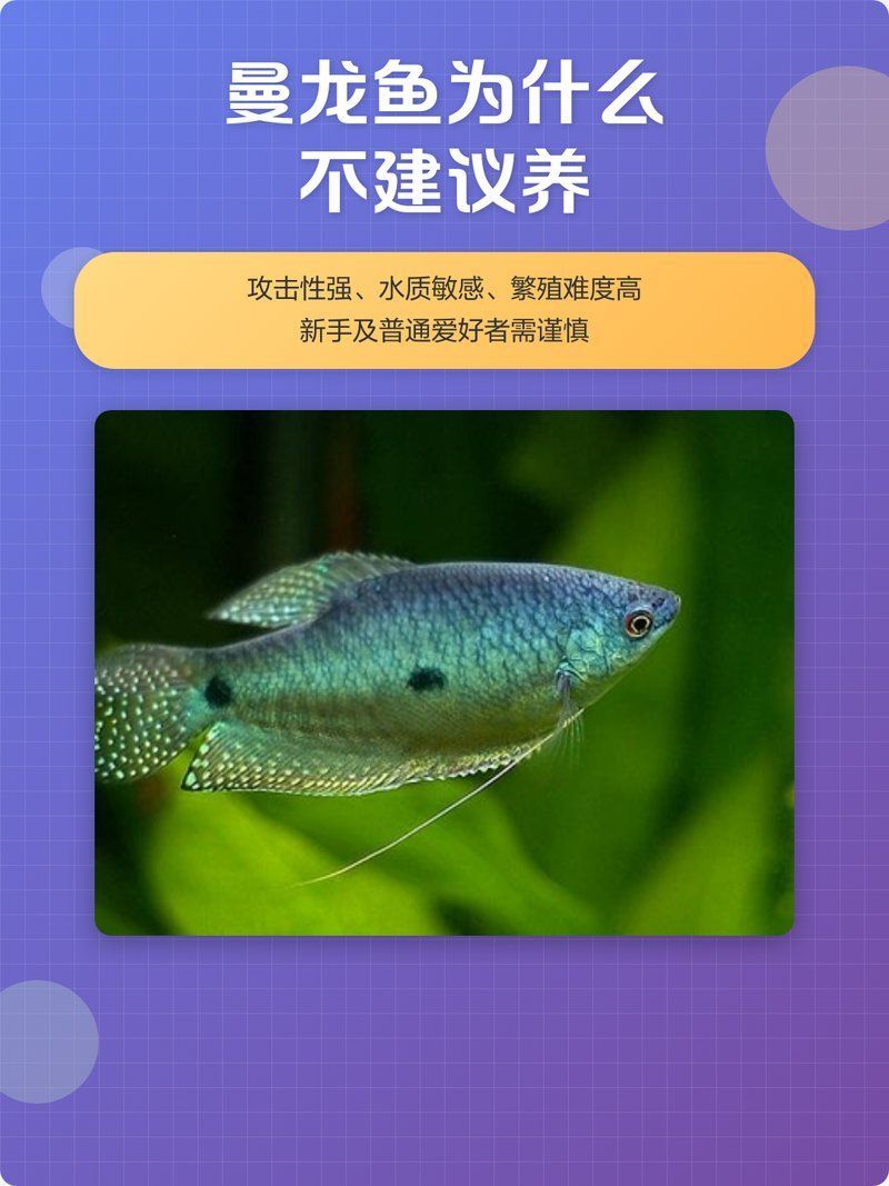 曼龍魚為什么不適合新手，新手養曼龍魚不適合新手的觀賞魚推薦清單曼龍魚飼養