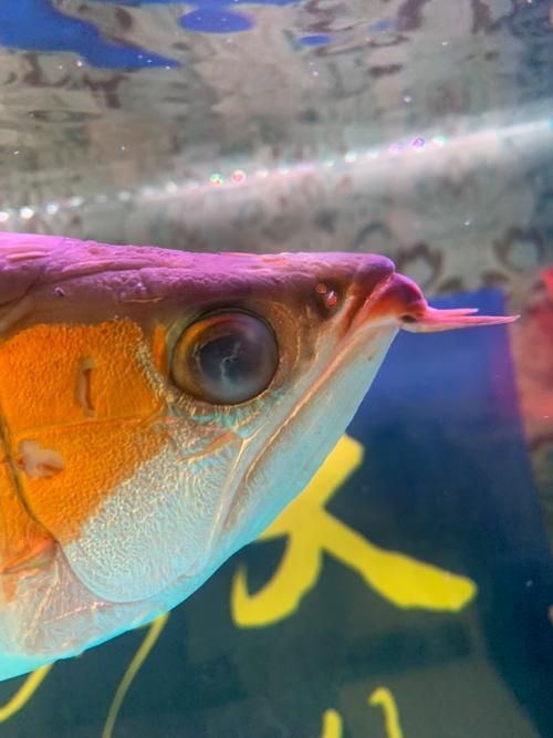 如何預防龍魚蒙眼癥的發生，百度健康-去自測龍魚蒙眼癥的科學預防指南 如何預防龍魚蒙眼癥的發生，百度健康-去自測龍魚蒙眼癥的科學預防指南 龍魚百科 第4張