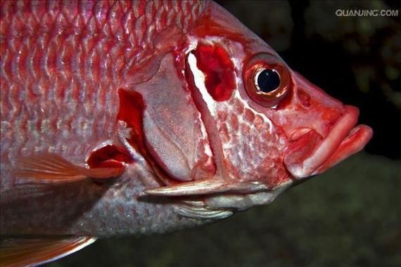 能提供更多關(guān)于安龍魚的信息嗎？，安龍魚的飼養(yǎng)方法