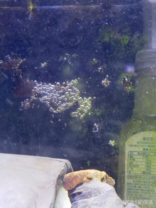 如何判斷魚缸的質量？，優(yōu)質魚缸質量判斷魚缸質量的多維度核心信息判斷標準