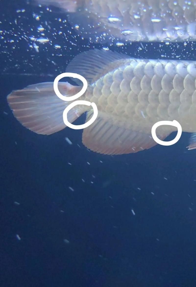 龍魚受傷后如何預防感染 龍魚受傷后如何預防感染 龍魚百科 第2張