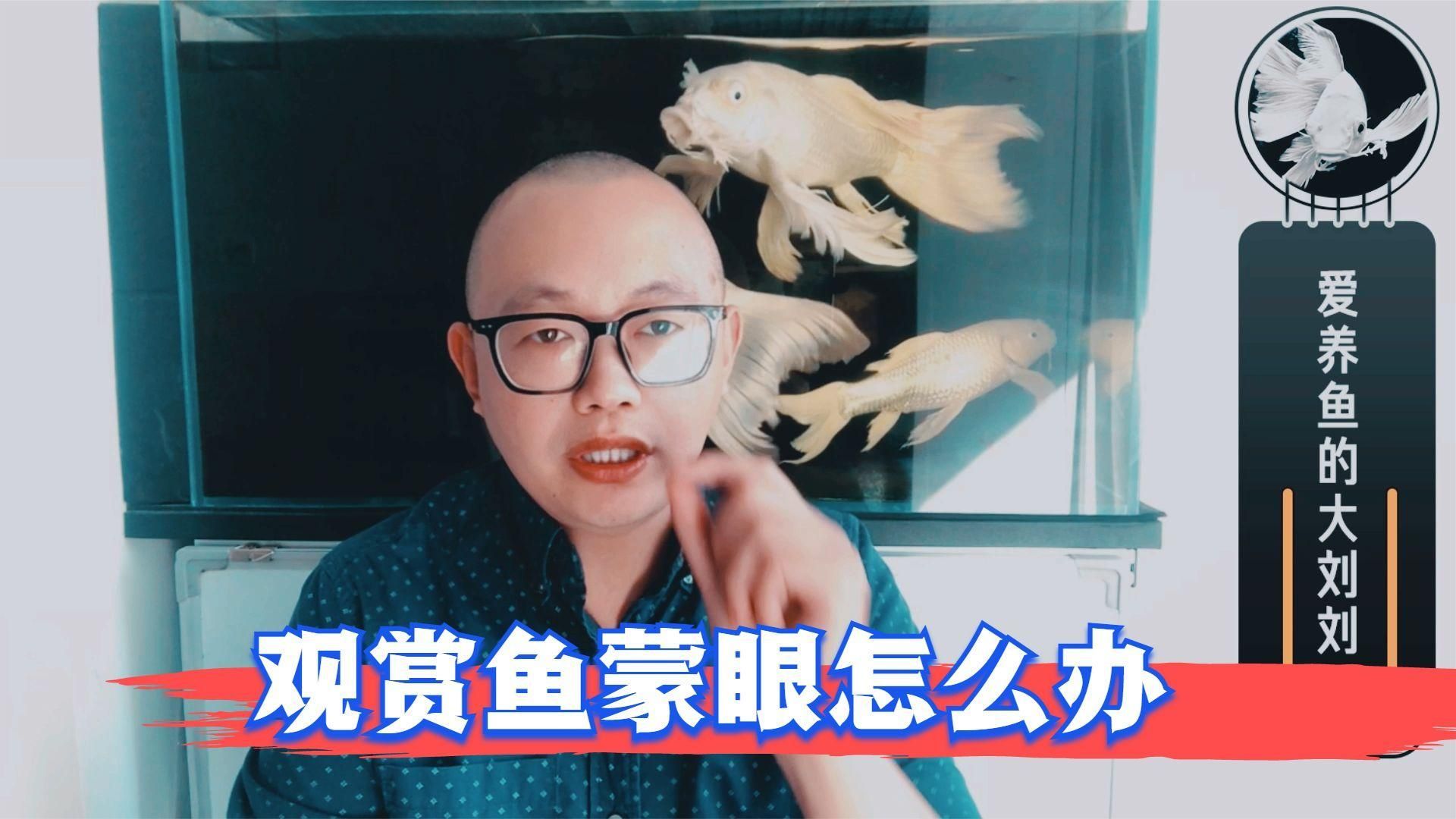 如何預防魚蒙眼，預防魚蒙眼的方法包括以下幾點預防魚蒙眼的方法