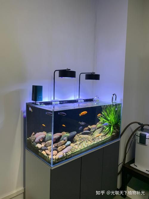 有哪些類型的魚缸燈光可供選擇？，常見的魚缸燈光類型