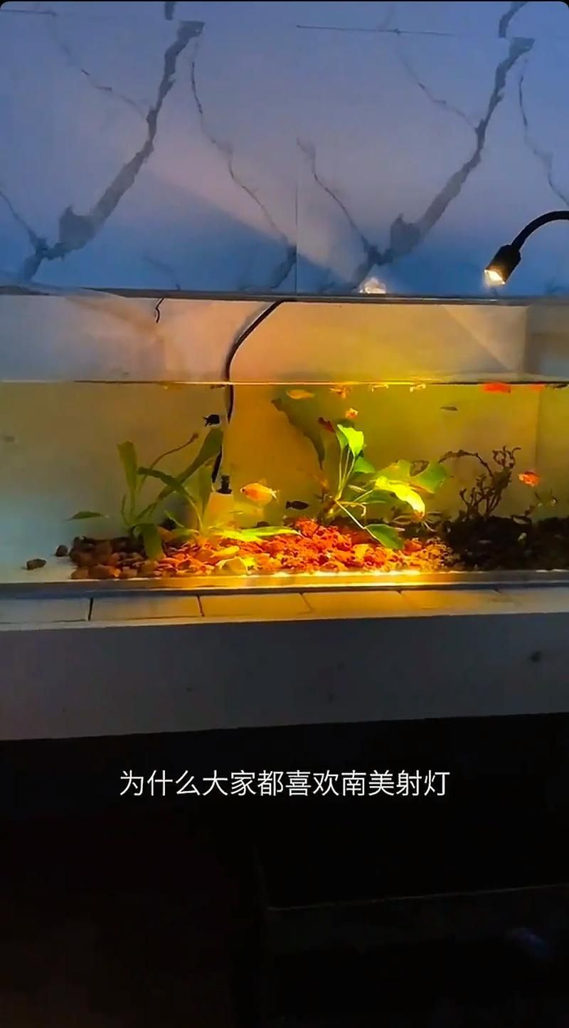 有哪些類型的魚缸燈光可供選擇？，常見的魚缸燈光類型