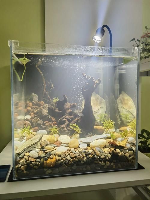 有哪些類型的魚缸燈光可供選擇？，常見的魚缸燈光類型