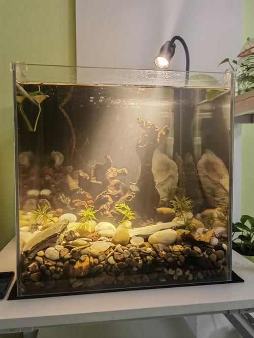 有哪些類型的魚缸燈光可供選擇？，常見的魚缸燈光類型