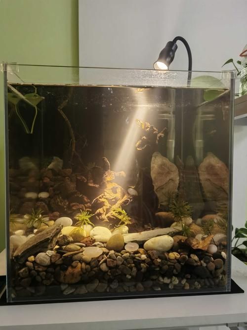 有哪些類型的魚缸燈光可供選擇？，常見的魚缸燈光類型