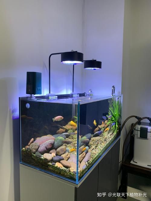 有哪些類型的魚缸燈光可供選擇？，常見的魚缸燈光類型