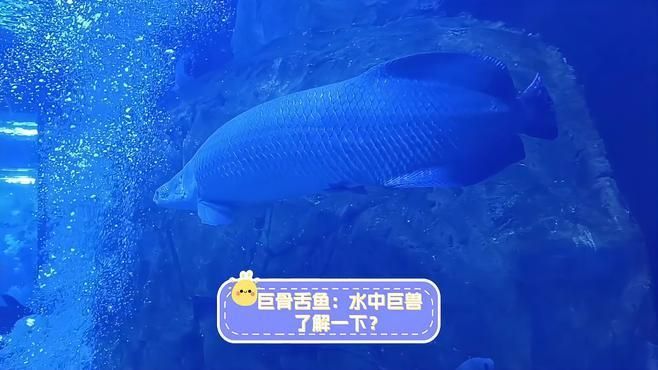 巨骨舌魚在哪些水域有分布，亞馬遜河的“淡水巨無霸”自然野生動物日記:巨骨舌魚