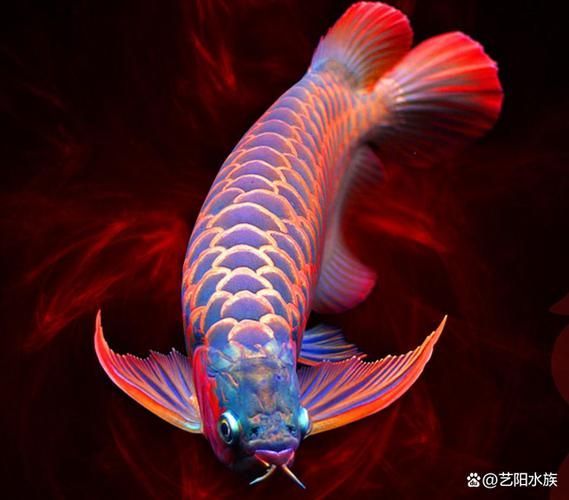 能提供一張1000萬紅龍魚的圖片嗎 能提供一張1000萬紅龍魚的圖片嗎 龍魚百科 第10張