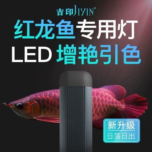 龍魚專用發色燈有哪些品牌推薦？，龍魚專用發色燈品牌推薦 龍魚專用發色燈有哪些品牌推薦？，龍魚專用發色燈品牌推薦 龍魚百科 第11張