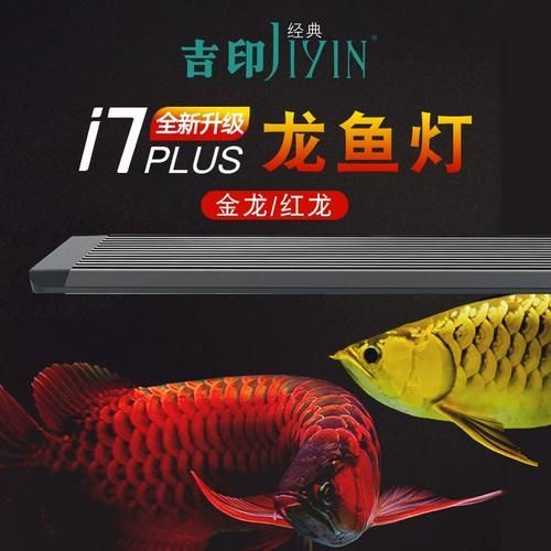 龍魚專用發色燈有哪些品牌推薦？，龍魚專用發色燈品牌推薦 龍魚專用發色燈有哪些品牌推薦？，龍魚專用發色燈品牌推薦 龍魚百科 第7張