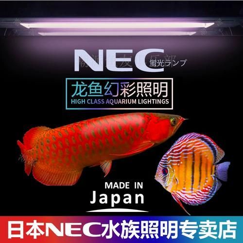 龍魚專用發色燈有哪些品牌推薦？，龍魚專用發色燈品牌推薦 龍魚專用發色燈有哪些品牌推薦？，龍魚專用發色燈品牌推薦 龍魚百科 第15張