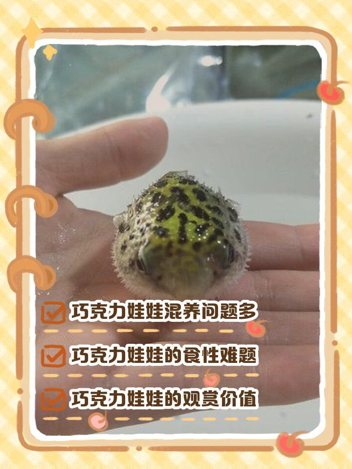 巧克力娃娃魚適合哪些混養環境，巧克力娃娃魚混養可行性清單巧克力娃娃魚混養成功案例