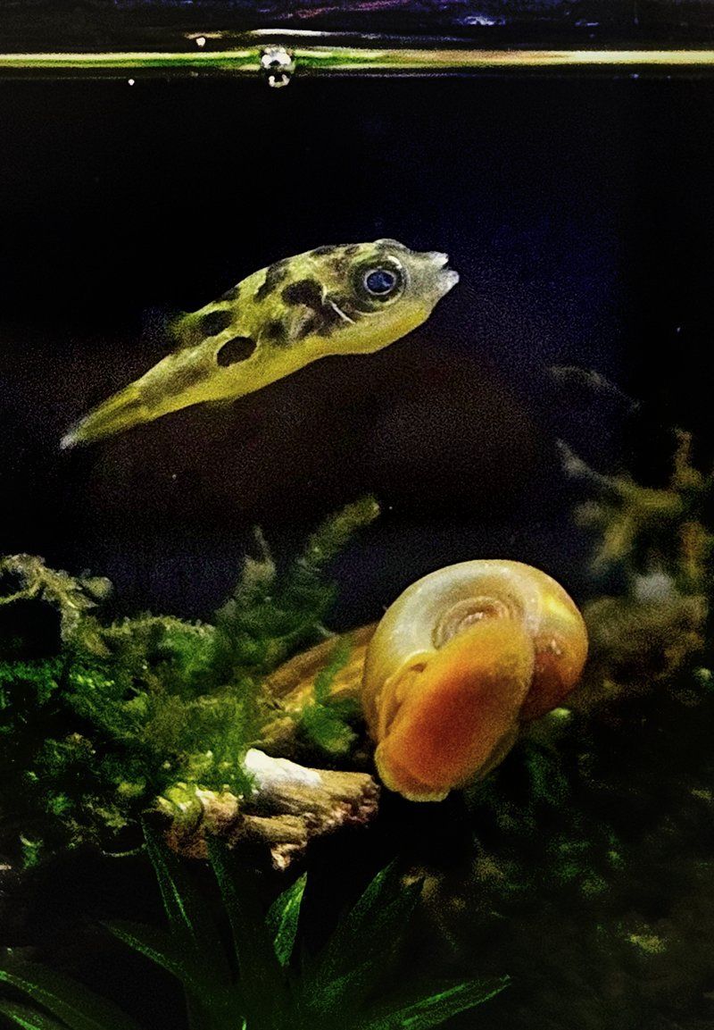 巧克力娃娃魚適合哪些混養環境，巧克力娃娃魚混養可行性清單巧克力娃娃魚混養成功案例