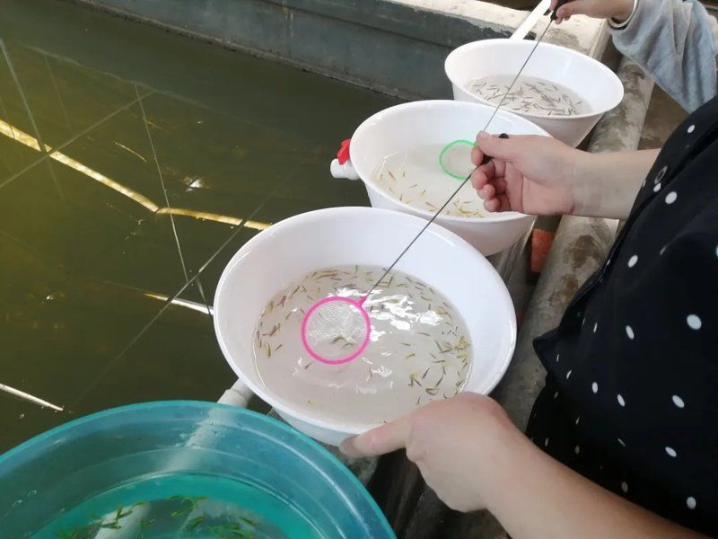 泰寧龍魚養殖環境如何？，寧龍魚養殖環境分析