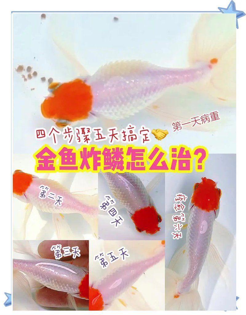 有哪些藥物可以治療金魚大肚子炸鱗，金魚大肚子炸鱗怎么辦