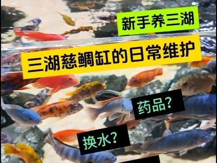 印尼大湖漁場產(chǎn)業(yè)聯(lián)盟的成員有哪些?,印尼大湖漁場產(chǎn)業(yè)聯(lián)盟 龍魚百科 第1張 印尼大湖漁場產(chǎn)業(yè)聯(lián)盟的成員有哪些?,印尼大湖漁場產(chǎn)業(yè)聯(lián)盟 印尼大湖漁場產(chǎn)業(yè)聯(lián)盟的成員有哪些?,印尼大湖漁場產(chǎn)業(yè)聯(lián)盟 龍魚百科 第1張