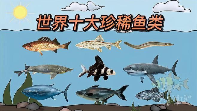 這些魚中哪種最稀有
