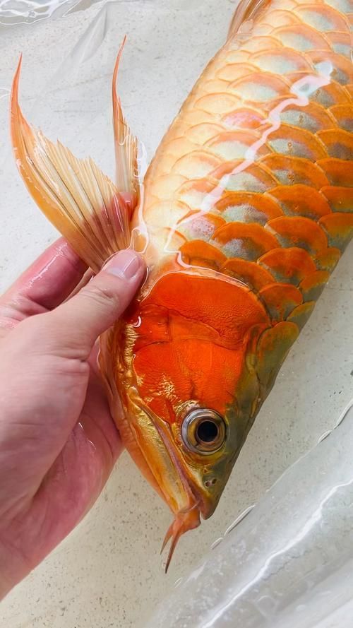成安龍魚有哪些品種？，“成安龍魚”與“成安龍魚的品種差異，成安龍魚需規(guī)劃