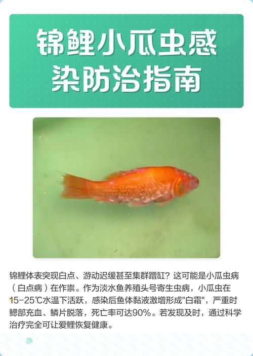 如何預防錦鯉爛身病，錦鯉爛身病的系統性預防指南