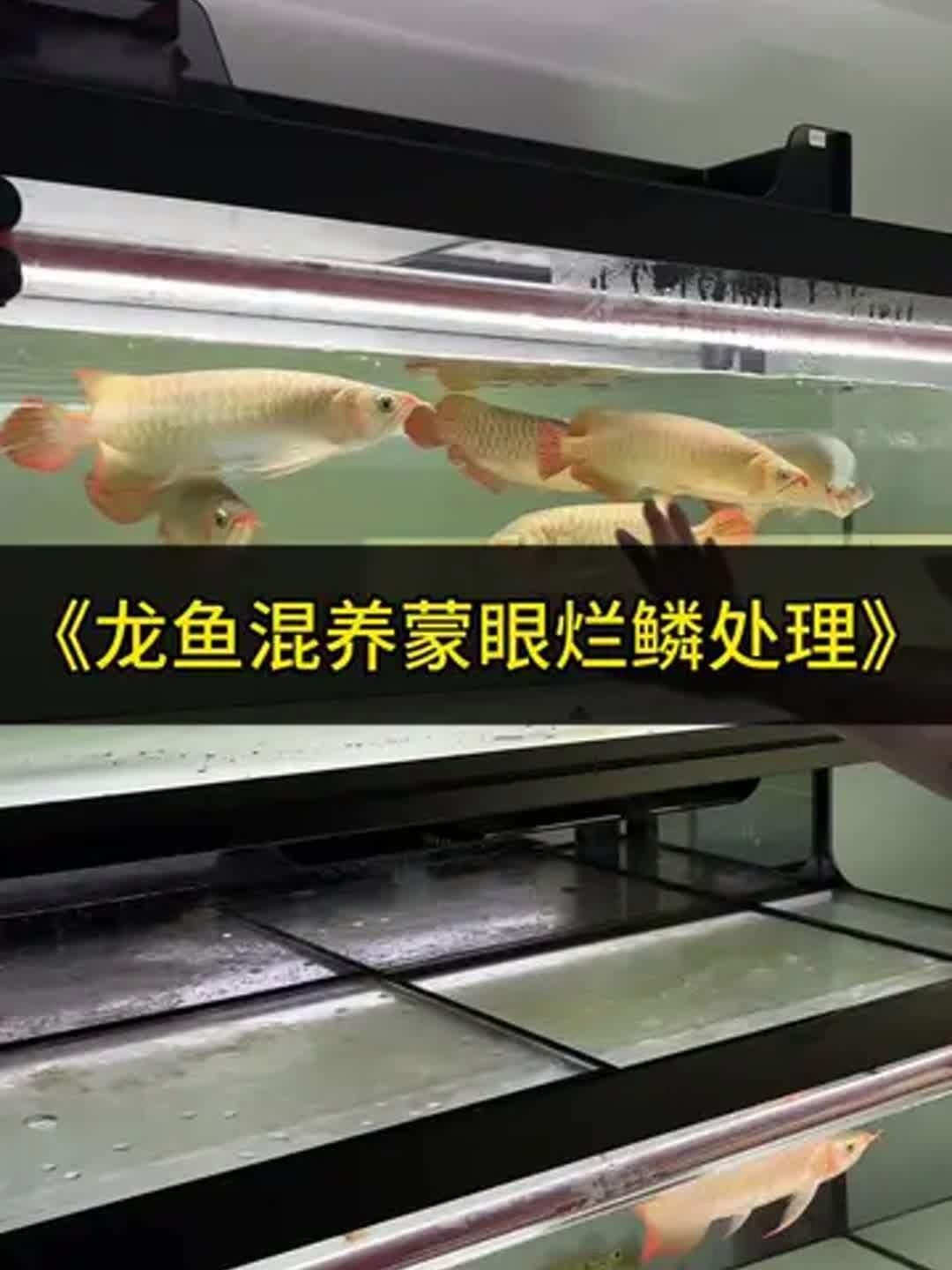 龍魚爛鱗片能完全治愈嗎？