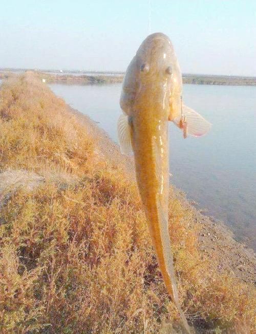 鷹手營子礦龍魚和龍尾魚哪個更有價值,鷹手營子礦“龍魚”與“龍尾魚”的區別 龍魚百科 第8張 鷹手營子礦龍魚和龍尾魚哪個更有價值,鷹手營子礦“龍魚”與“龍尾魚”的區別 鷹手營子礦龍魚和龍尾魚哪個更有價值,鷹手營子礦“龍魚”與“龍尾魚”的區別 龍魚百科 第8張