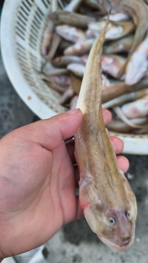鷹手營子礦龍魚和龍尾魚哪個更有價值,鷹手營子礦“龍魚”與“龍尾魚”的區別 龍魚百科 第12張 鷹手營子礦龍魚和龍尾魚哪個更有價值,鷹手營子礦“龍魚”與“龍尾魚”的區別 鷹手營子礦龍魚和龍尾魚哪個更有價值,鷹手營子礦“龍魚”與“龍尾魚”的區別 龍魚百科 第12張
