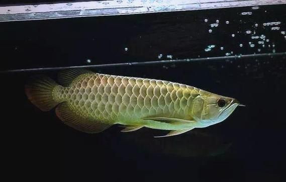 如何鑒別金龍魚的稀有度