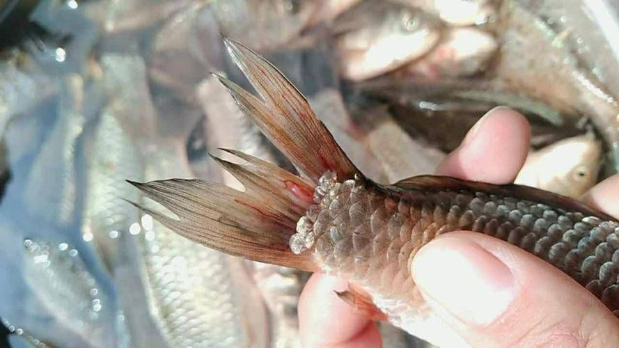 如何判斷魚虱子感染是否嚴(yán)重，arxiv論文助手arxiv論文助手魚虱子感染是否嚴(yán)重 如何判斷魚虱子感染是否嚴(yán)重，arxiv論文助手arxiv論文助手魚虱子感染是否嚴(yán)重 龍魚百科 第4張