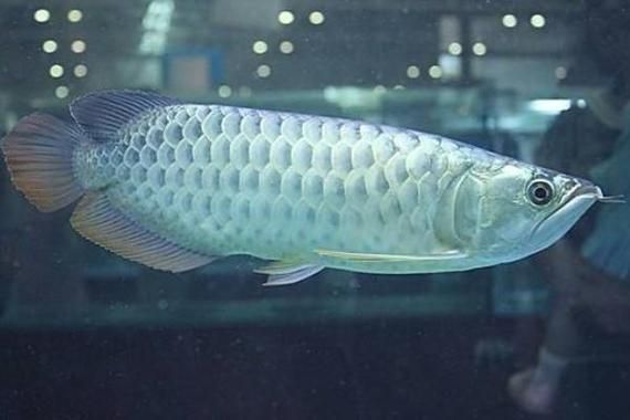 如何判斷清流龍魚是否吃撐？，————科學判斷清流龍魚是否吃撐 如何判斷清流龍魚是否吃撐？，————科學判斷清流龍魚是否吃撐 龍魚百科 第5張
