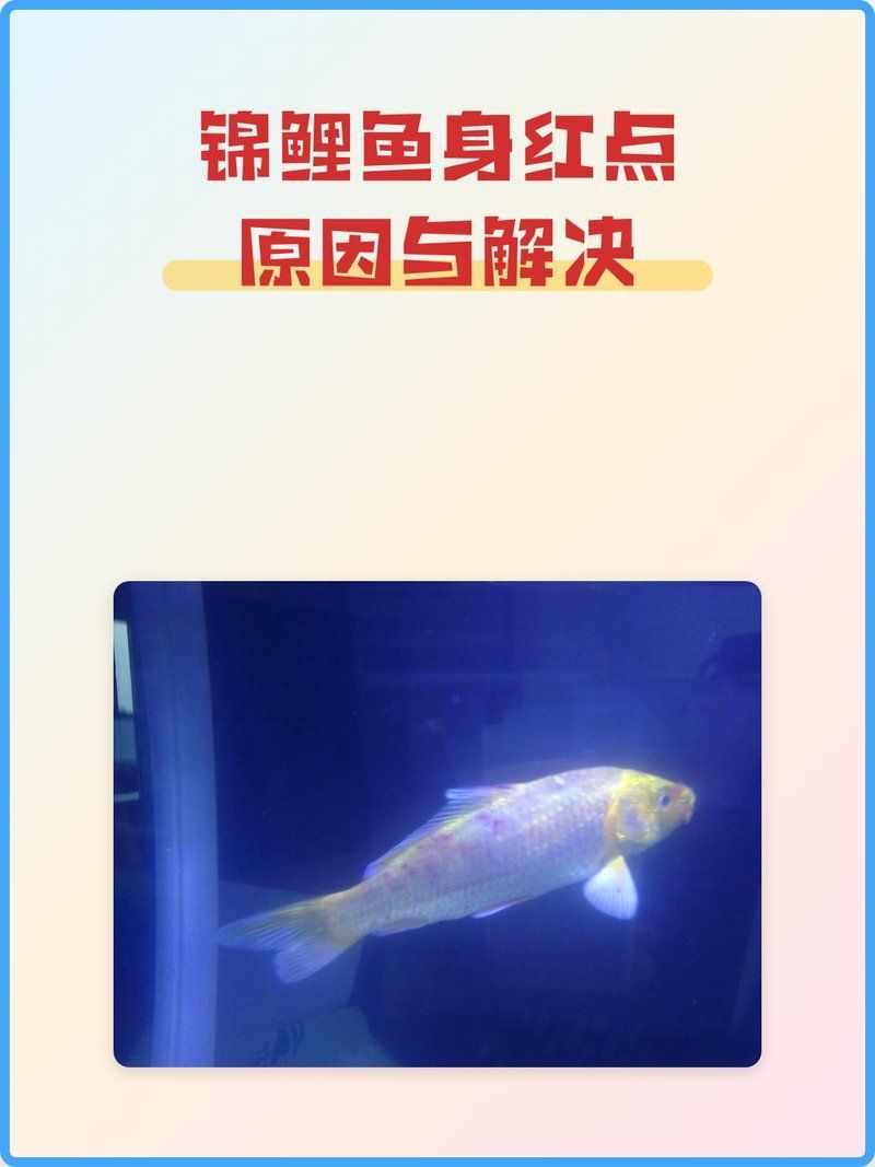 白錦鯉身體發紅會持續多久，寵物營養小課堂，白錦鯉身體發紅會自行恢復嗎