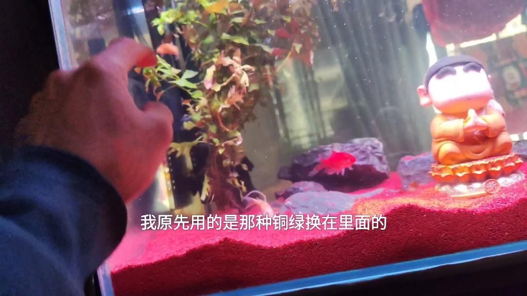 雷龍魚眼睛有白膜怎么治，雷龍魚眼睛出現(xiàn)白膜會(huì)自愈嗎