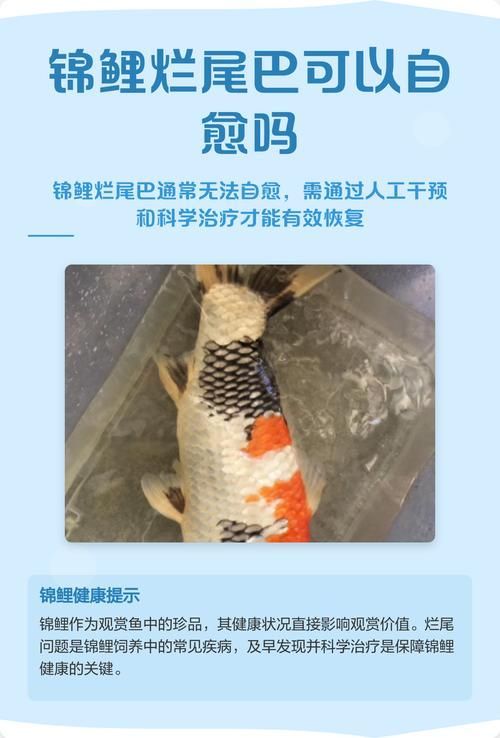 如何預(yù)防錦鯉爛尾病，關(guān)于錦鯉爛尾病預(yù)防指南