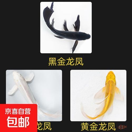 龍鳳錦鯉的價格是多少