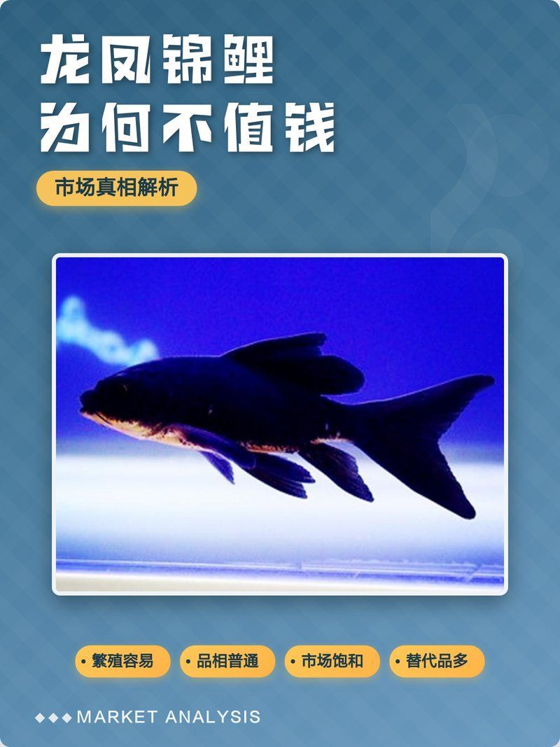 龍鳳錦鯉的價格是多少