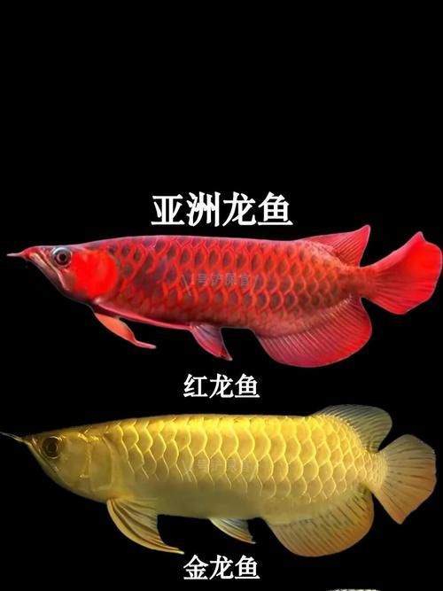 英德龍魚有哪些獨特的品種？，亞洲龍魚中最具代表性的獨特品種英德龍魚品種對照表
