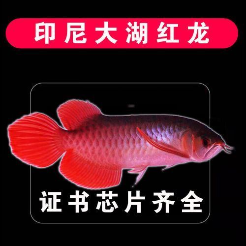 大龍魚的價格是多少？，印尼大湖紅龍魚百度優選推薦￥1490金龍熱帶魚