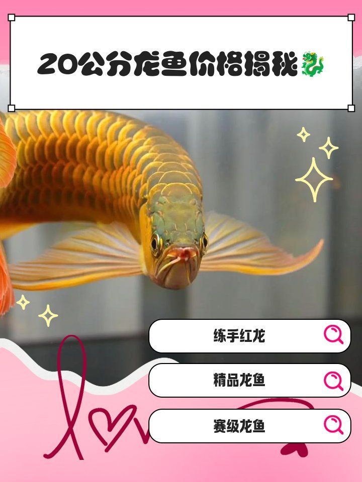 大龍魚的價格是多少？，印尼大湖紅龍魚百度優選推薦￥1490金龍熱帶魚