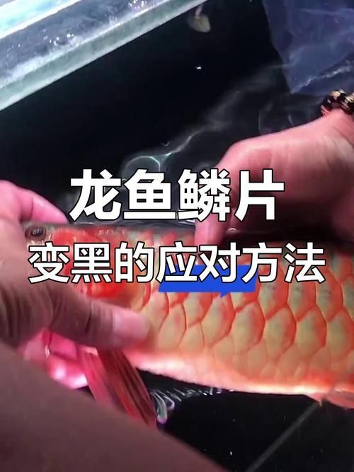 龍魚鱗片發(fā)黑后如何判斷是否自愈？，龍魚鱗片發(fā)黑后如何判斷是否自愈