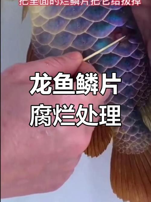 龍魚鱗片發(fā)黑后如何判斷是否自愈？，龍魚鱗片發(fā)黑后如何判斷是否自愈