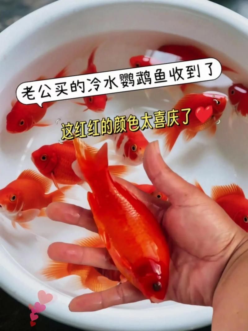 血鸚鵡魚的價格是多少，血鸚鵡魚有哪些常見疾病,如何挑選高質量的血鸚鵡魚 血鸚鵡魚的價格是多少，血鸚鵡魚有哪些常見疾病,如何挑選高質量的血鸚鵡魚 龍魚百科 第2張
