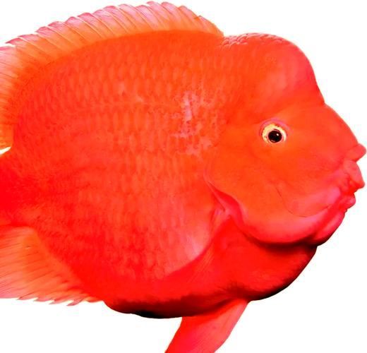 血鸚鵡魚的價格是多少，血鸚鵡魚有哪些常見疾病,如何挑選高質量的血鸚鵡魚 血鸚鵡魚的價格是多少，血鸚鵡魚有哪些常見疾病,如何挑選高質量的血鸚鵡魚 龍魚百科 第1張