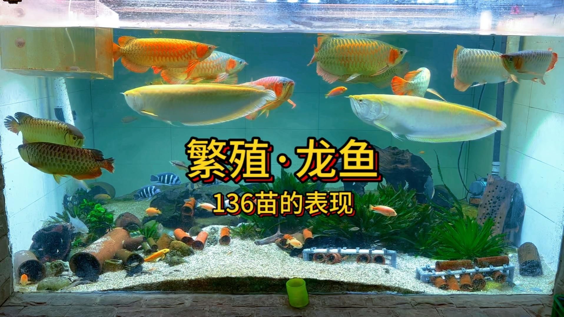 如何判斷龍魚是否適合做繁殖種？，判斷龍魚是否適合做繁殖種，從以下幾個方面進行判斷