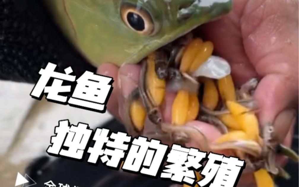 如何判斷龍魚是否適合做繁殖種？，判斷龍魚是否適合做繁殖種，從以下幾個方面進行判斷