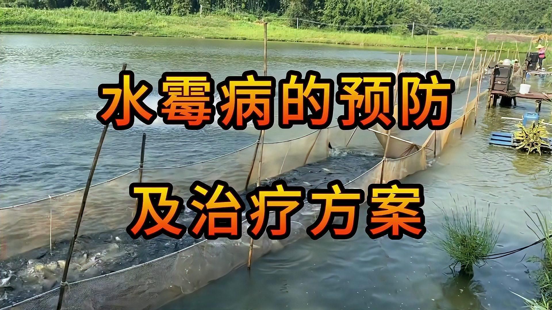 如何判斷魚缸絮狀物是否由病菌引起，如何判斷魚缸中的絮狀物是否由病菌引起？