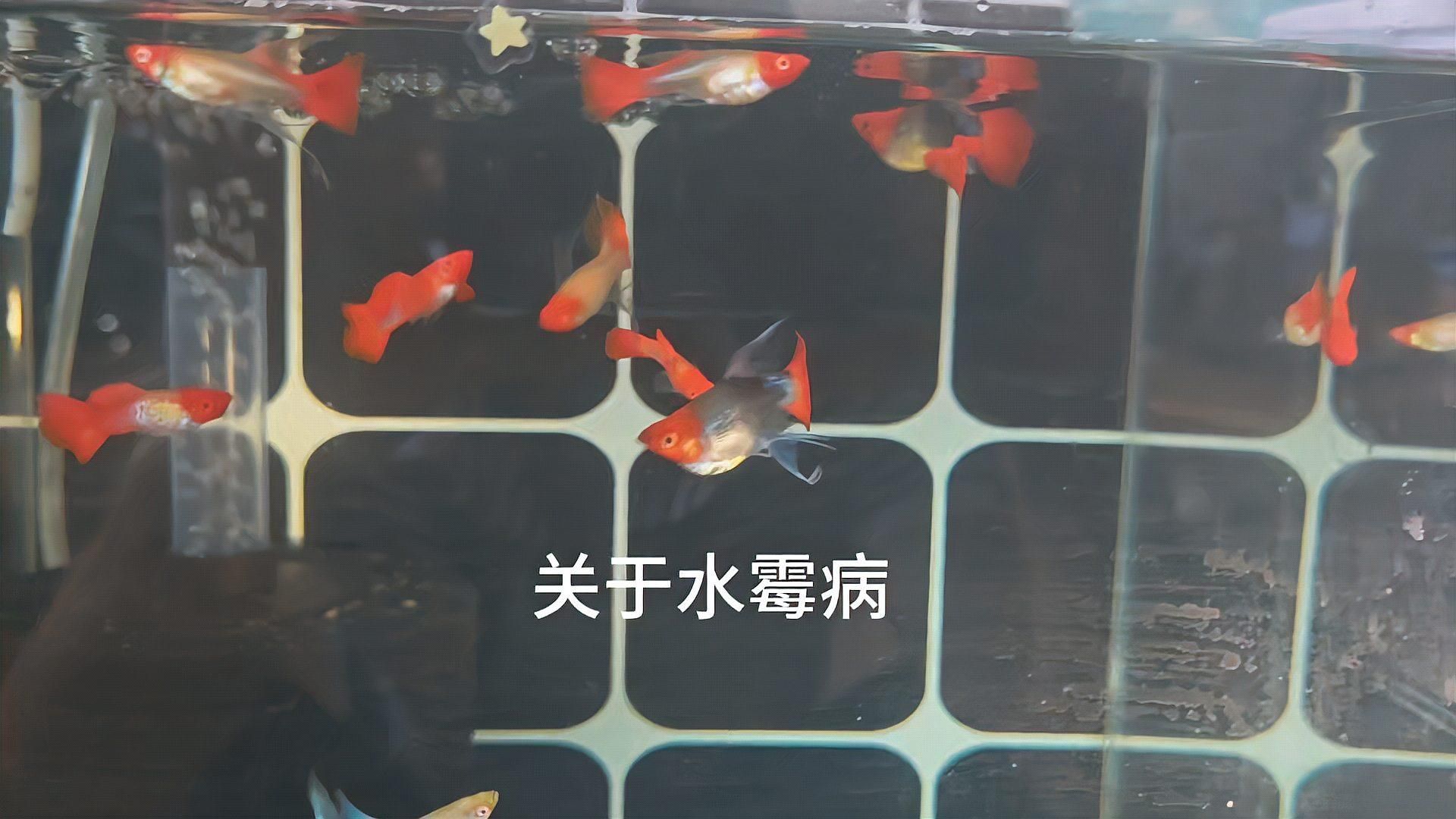 如何判斷魚缸絮狀物是否由病菌引起，如何判斷魚缸中的絮狀物是否由病菌引起？