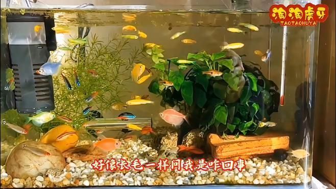如何判斷魚缸絮狀物是否由病菌引起，如何判斷魚缸中的絮狀物是否由病菌引起？